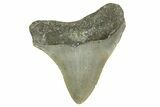 Juvenile Megalodon Tooth - North Carolina #361732-1